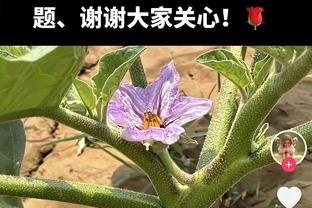 ?叫乔丹没毛病！范弗里特20分12助2断2帽0误 最后5分1助收割